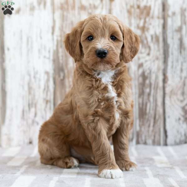 Shep, Mini Goldendoodle Puppy
